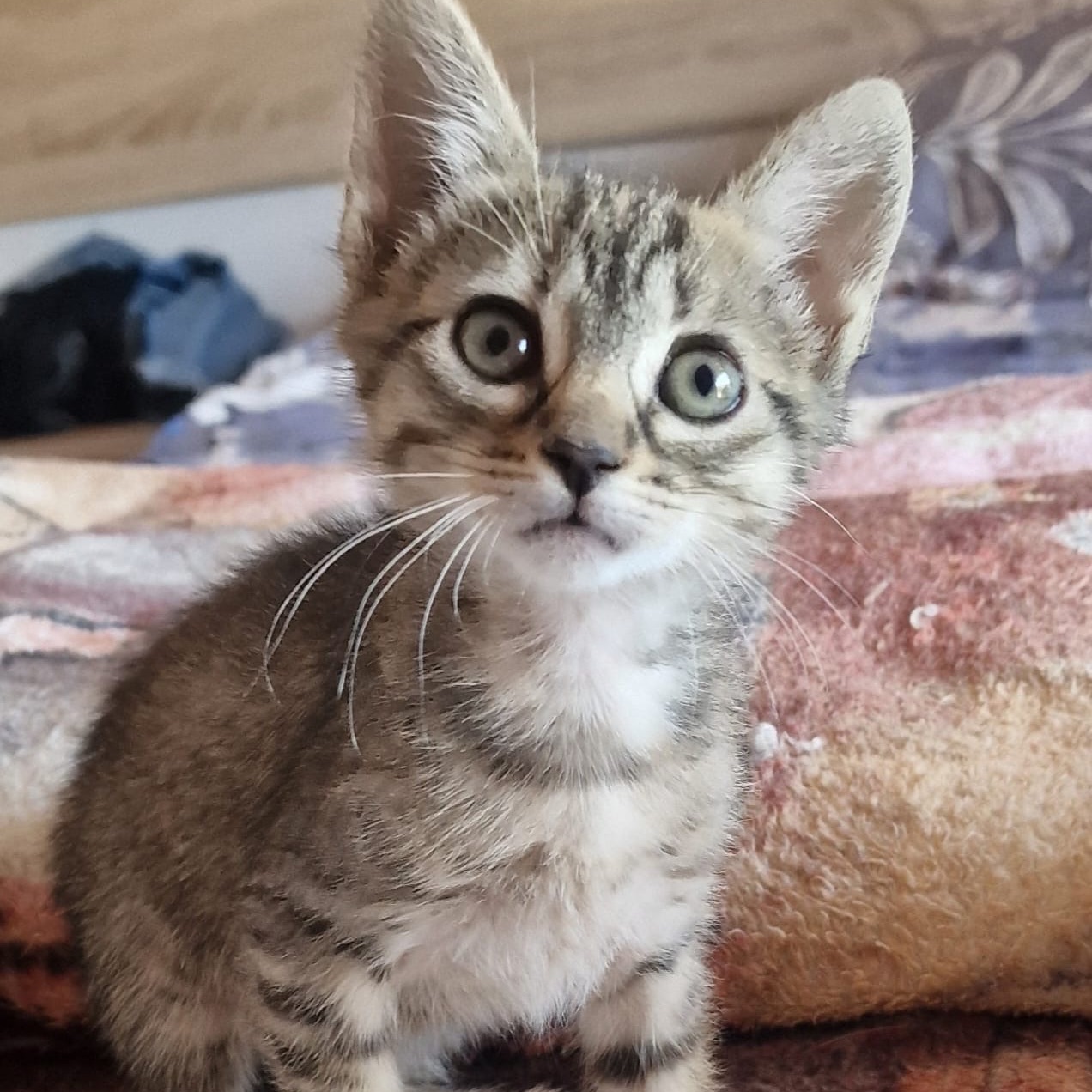 Leila