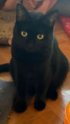 INDI