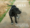 Hera