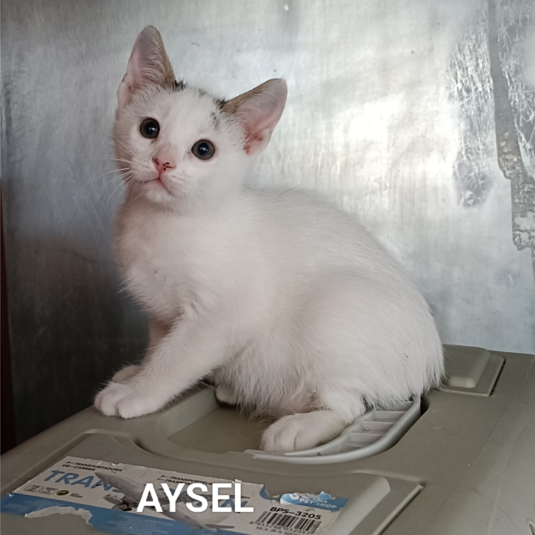 Aysel