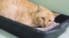 ALVOCAT