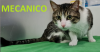 MECANICO