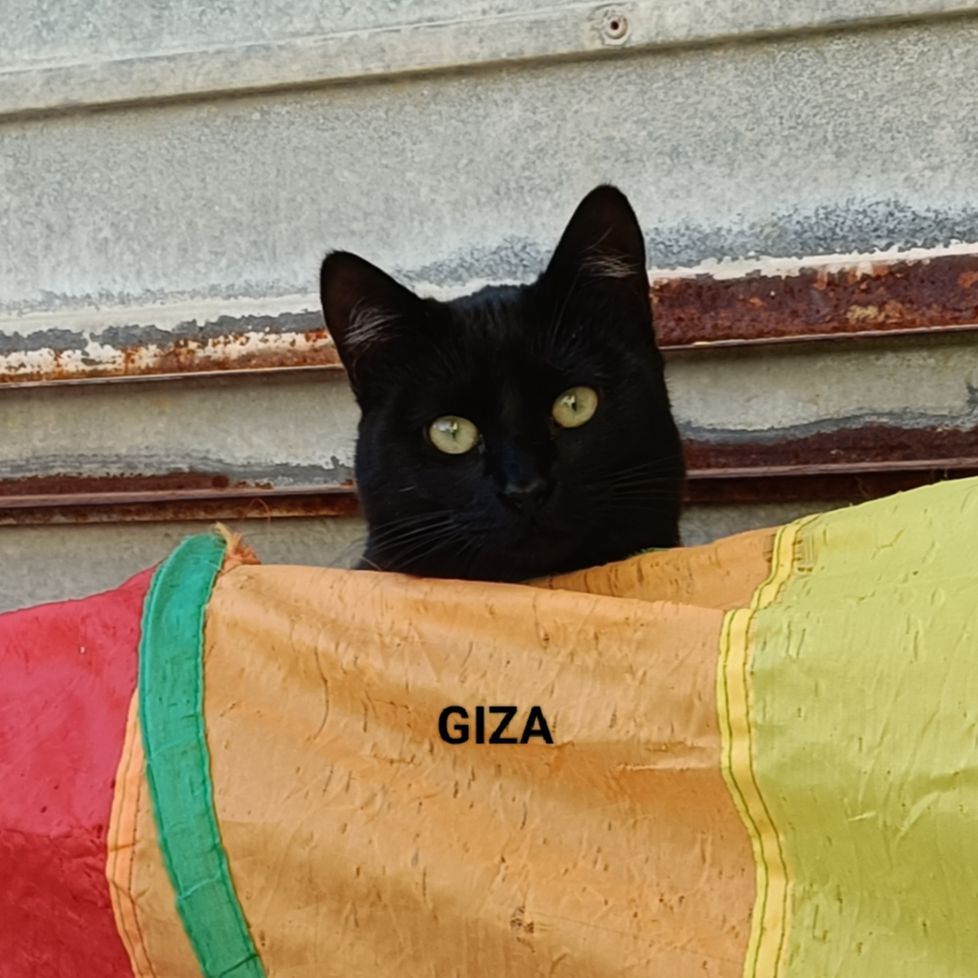 Giza