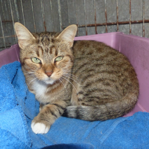 Akira-Reservat - Cat - 11pets: Adopt