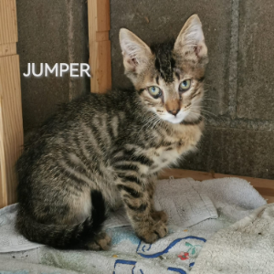 Jumper - Cat - 11pets: Adopt