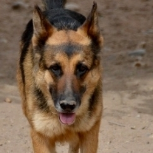 Veera - Dog - 11pets: Adopt