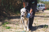 PONGO ARA MAX 