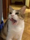 TIKS