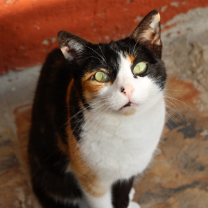 Nina - Cat - 11pets: Adopt