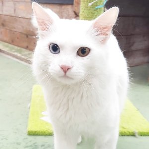 SHOUTO - Cat - 11pets: Adopt