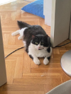 HÉCTOR