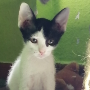 Tarzán - Cat - 11pets: Adopt