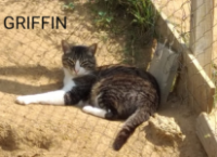 Griffin