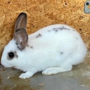 Conillet - Rabbit - 11pets: Adopt