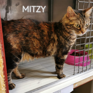 Mitzy - Cat - 11pets: Adopt