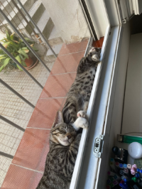 MALDIVA