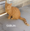 Gublin