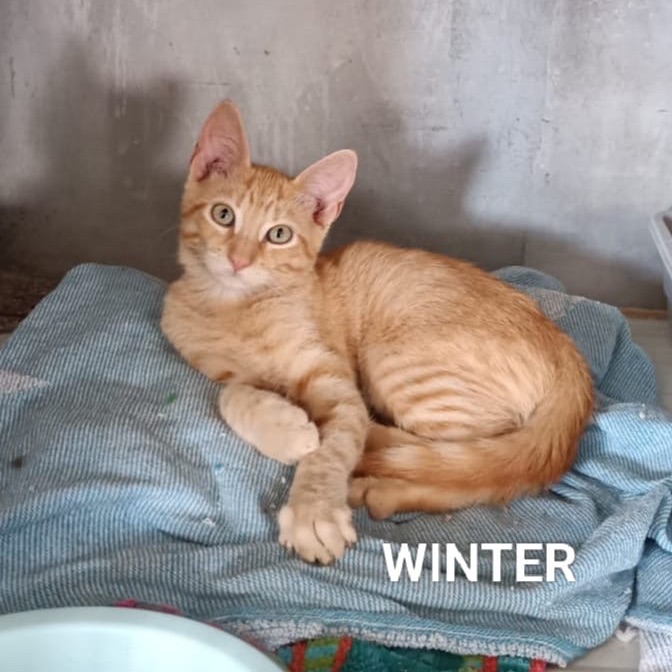 Winter