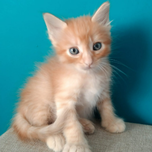 ASUAM - Cat - 11pets: Adopt