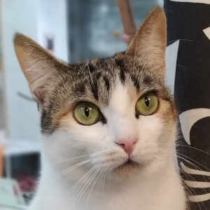 Missy - Cat - 11pets: Adopt