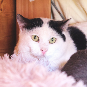 PEGASO - Cat - 11pets: Adopt