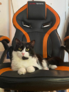 HÉCTOR