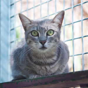 BRISA - Cat - 11pets: Adopt