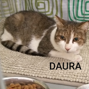 Daura  - Cat - 11pets: Adopt