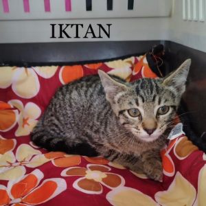 Iktan - Cat - 11pets: Adopt