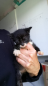 Gatito montaña