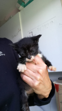 Gatito montaña