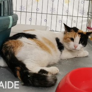 Iraide - Cat - 11pets: Adopt