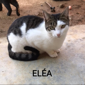 Elea  - Cat - 11pets: Adopt