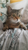 ILSA