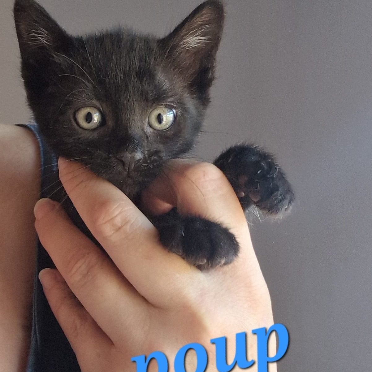 Poup