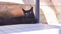 NEGRITO