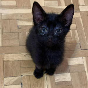 FROI - Cat - 11pets: Adopt