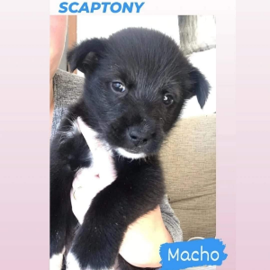 SCAPTONY - Dog - 11pets: Adopt