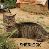 Sherlock
