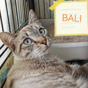Bali - Cat - 11pets: Adopt