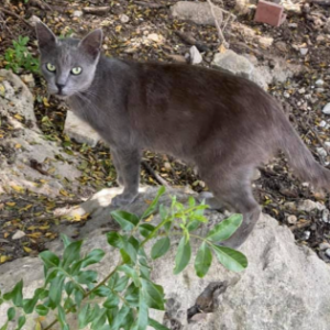 Duchess - Cat - 11pets: Adopt