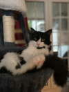 HÉCTOR