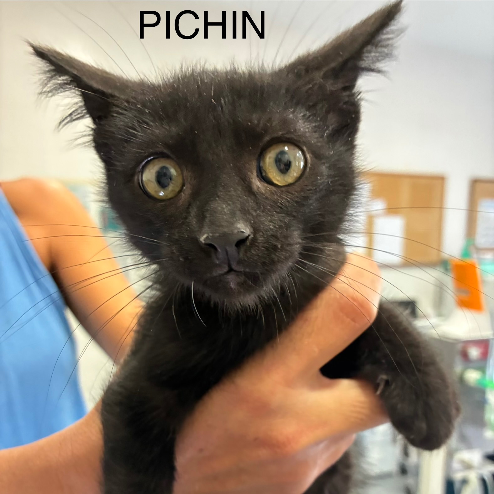 Pichin