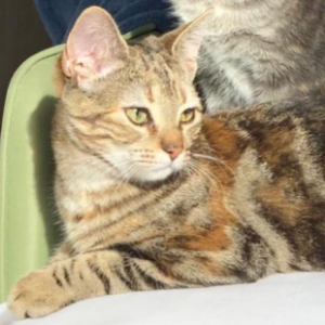ADELFA - Cat - 11pets: Adopt