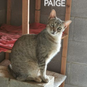 Paige  - Cat - 11pets: Adopt