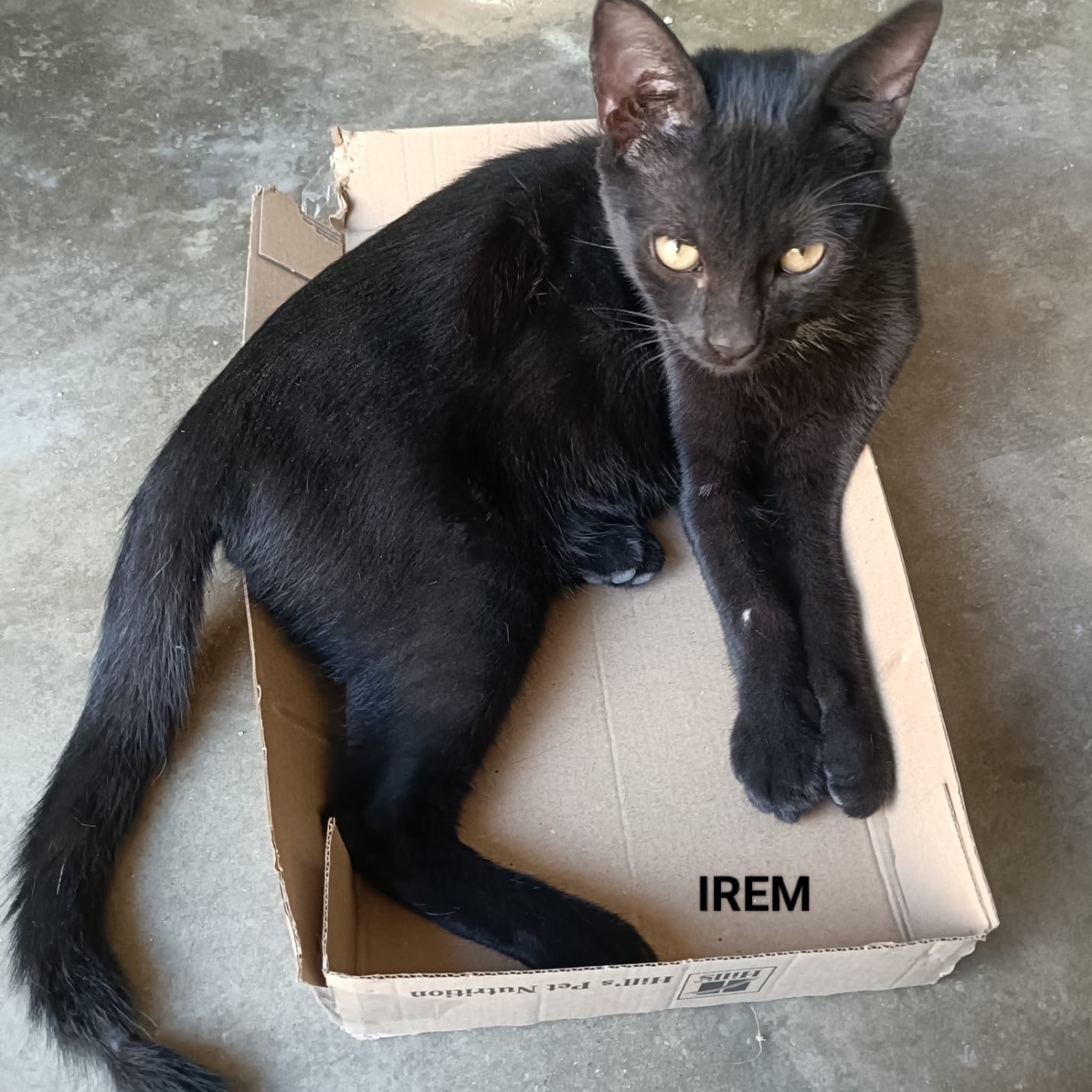 Irem