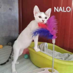 Nalo  - Cat - 11pets: Adopt