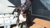 TAYSON