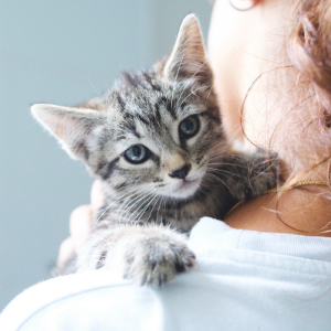GINA - Cat - 11pets: Adopt