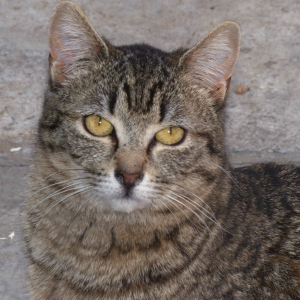 Michico - Cat - 11pets: Adopt